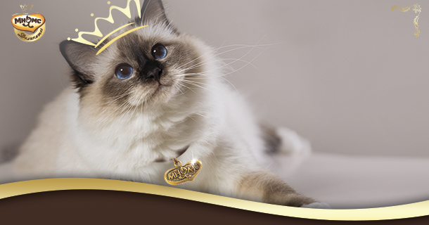 Рекламная акция Мнямс «Моя кошка – королевская особа»